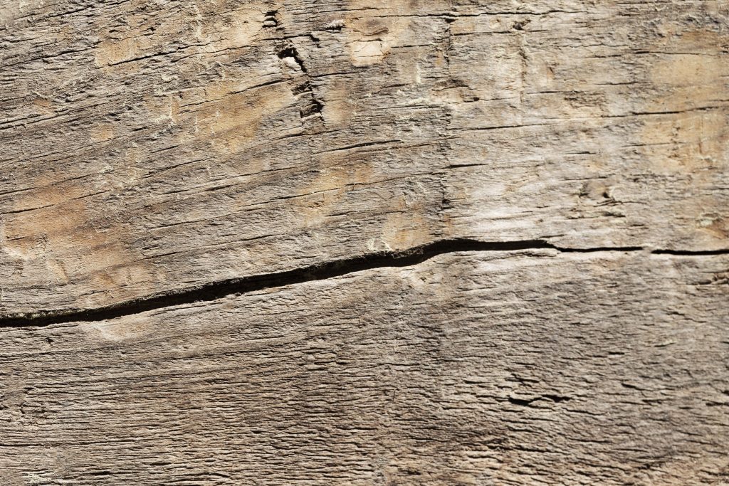 Combattere l'Infestazione: Tarli nelle Travi di Legno