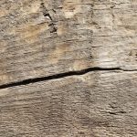 Combattere l'Infestazione: Tarli nelle Travi di Legno